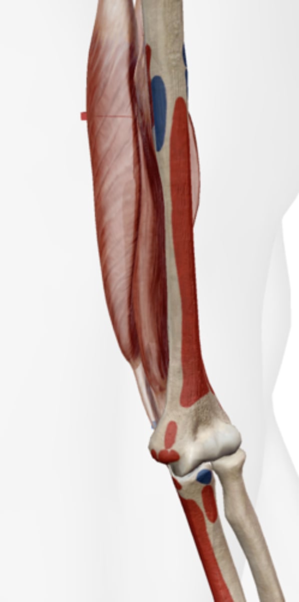 <p>Posterior surface of the humerus on the midshaft.</p>