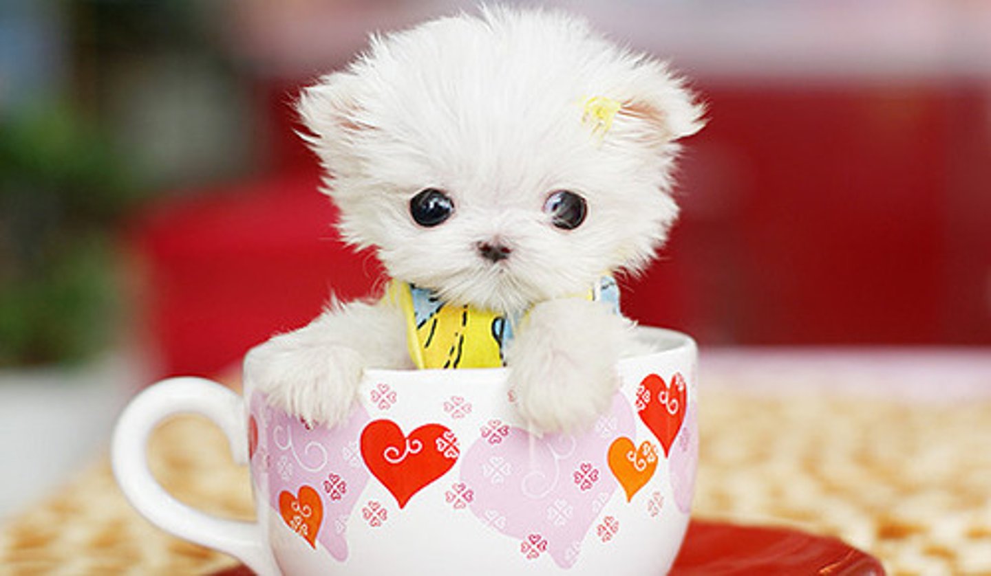 <p>to be cute</p>