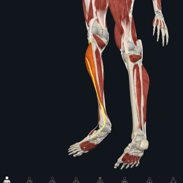 <p>name the yellow highlighted muscle </p>