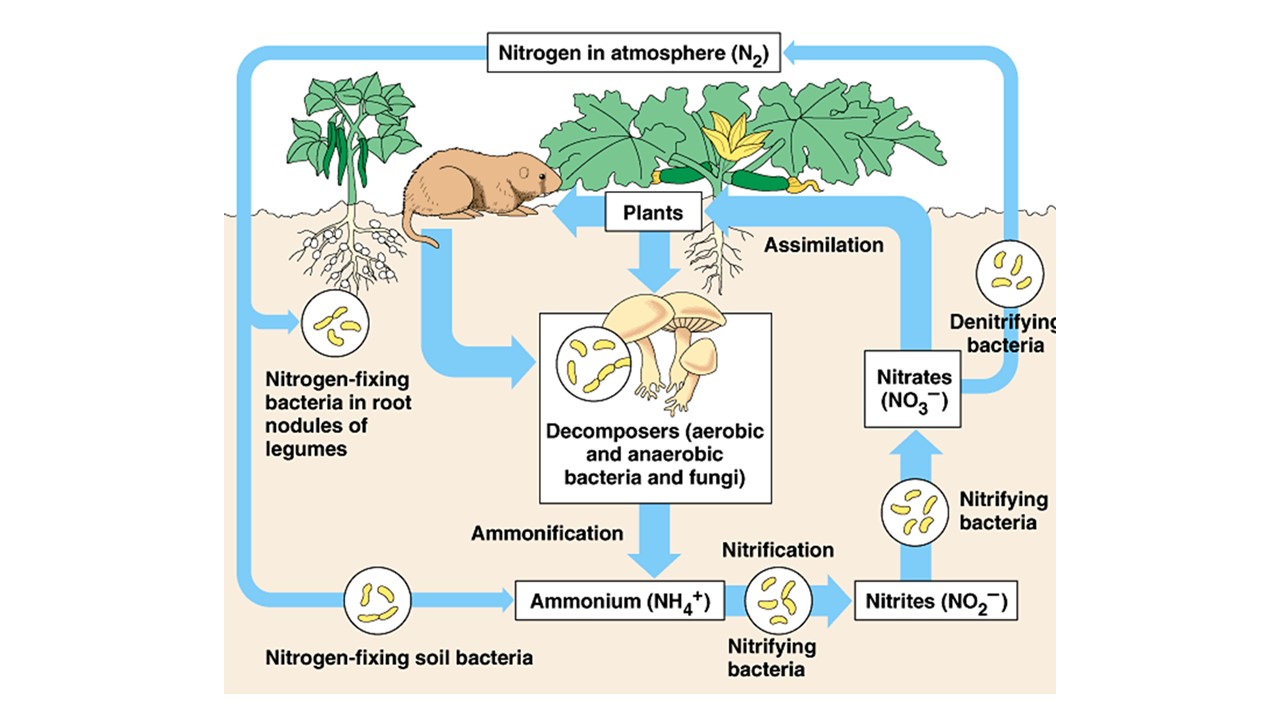 nitrifying bacteria converts ammonium into nitrites (NO2-), and then into nitrates (NO3-) (step 2)