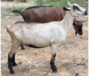 <ul><li><p>Origin: France</p></li><li><p>Color: variety of color patterns</p></li><li><p>Upright ears</p></li><li><p>Horned</p></li><li><p>Traits: dairy-production, large and rugged</p></li></ul><p></p>