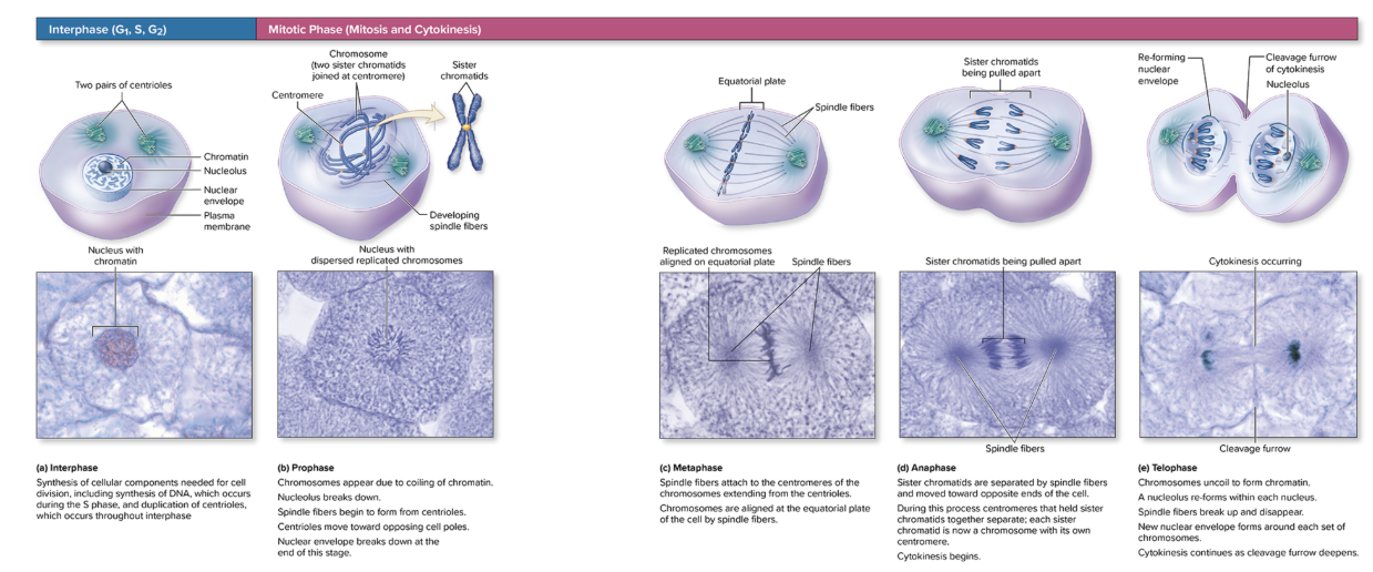 <p>Mitotic Phase </p>