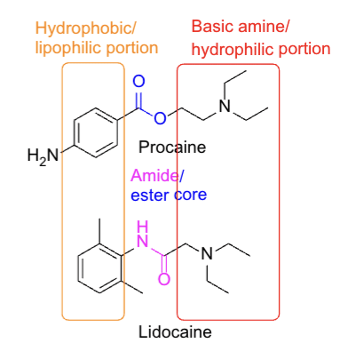 <p>- ester core (benzocaine)</p><p>- amide core (lidocaine)</p><p>- Hydrophobic/lipophilic portion</p><p>- Basic amine/hydrophilic portion</p><p>- not ALL compounds fit this SAR model</p>