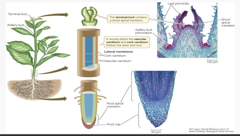 <p>Apical Meristems</p>