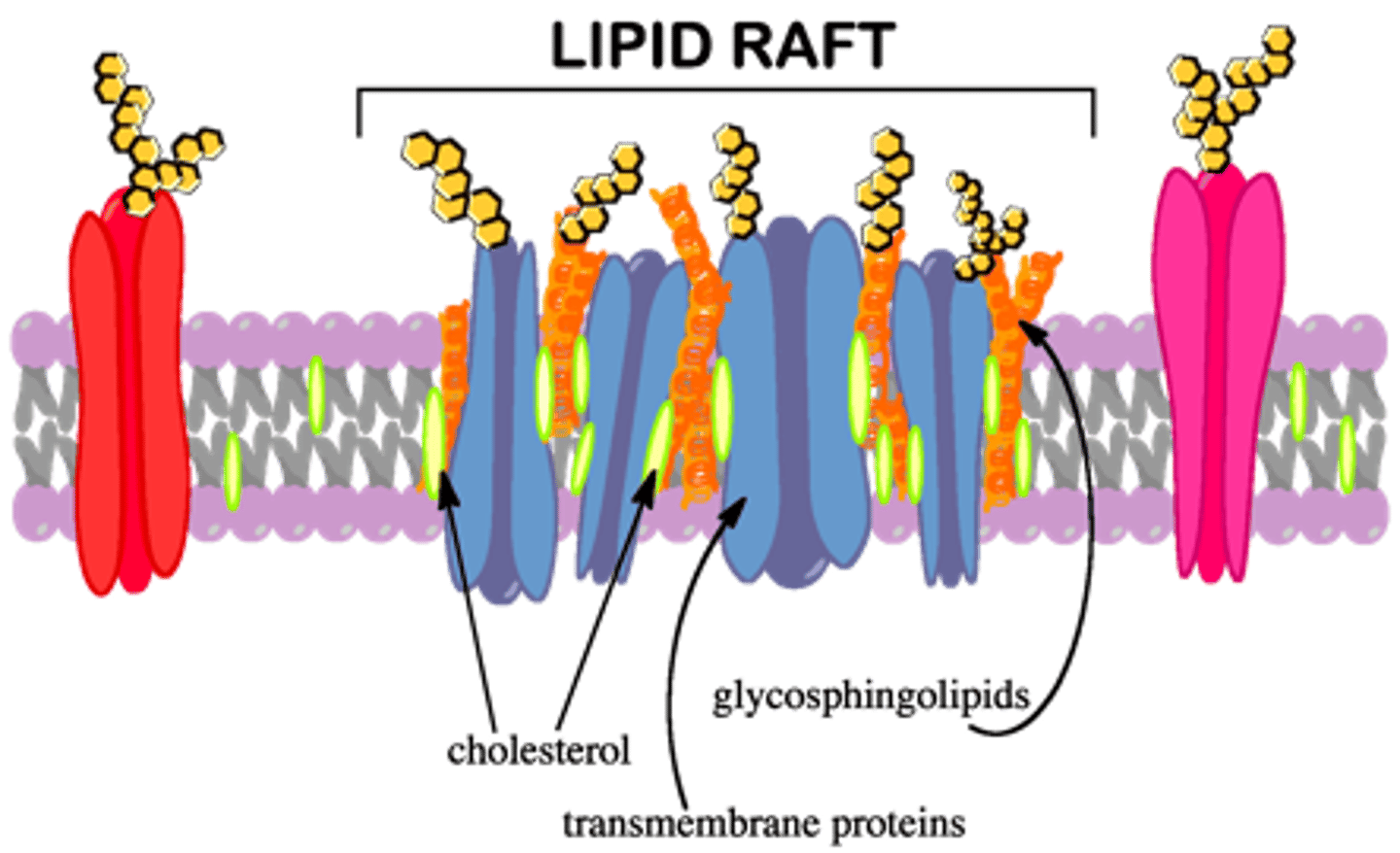 <p>lipids assembled in a defined patch in the cell membrane</p>