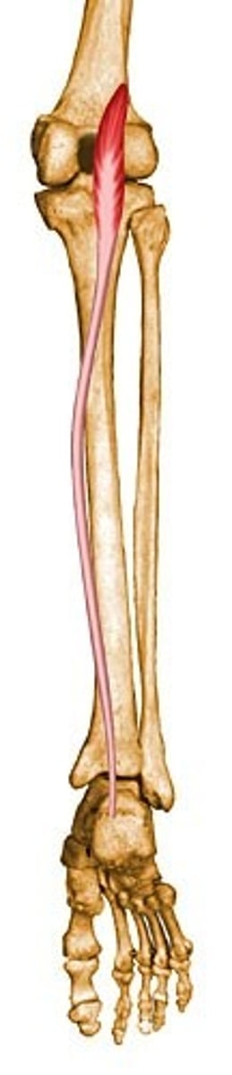 <p>originates on the posterior surface of the pateral epicondyle of the femur; inserts on the medial aspect of the Achilles tendon to insert on the calcaneal tuberosity</p>