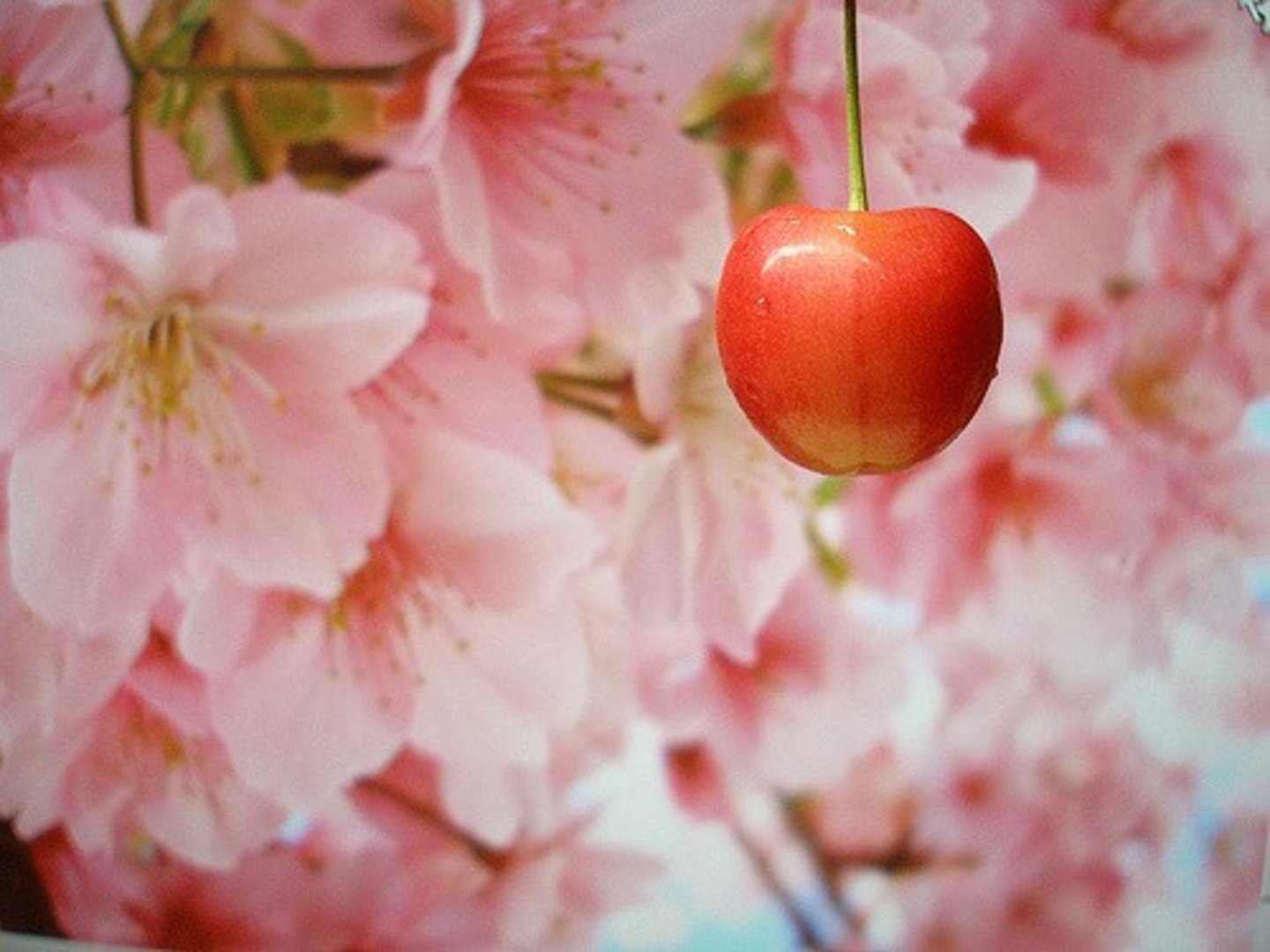 <p>A flowering plant that produces seeds within a fruit</p>