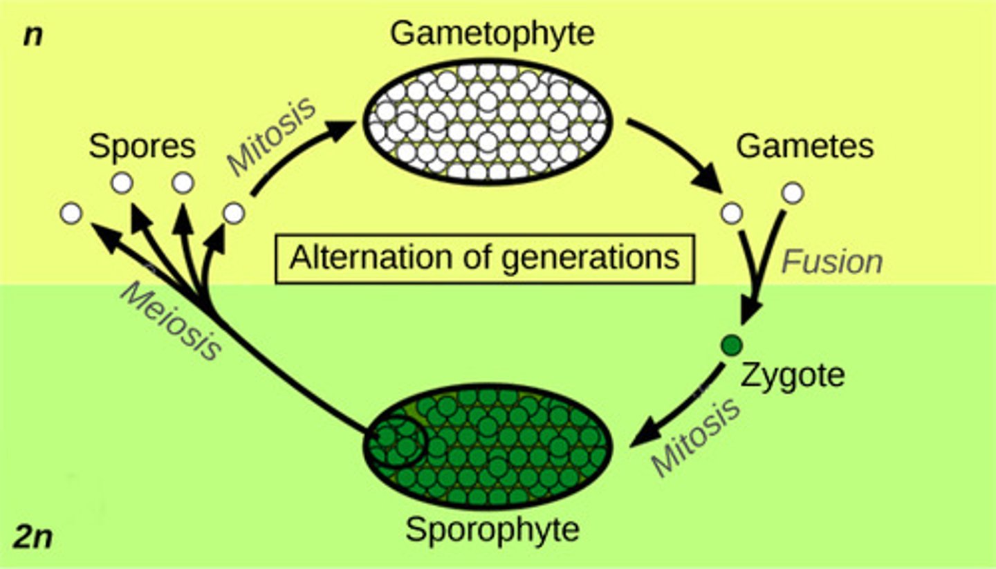 <p>haploid (n)</p><p>(Note: mitosis from</p><p>spore still</p><p>results in haploid cells)</p>
