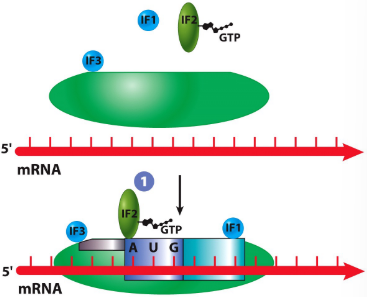 <p>GTP-binding protein that is required for attachment of first AA-tRNA</p><p>translation initiation in prokaryotes</p>