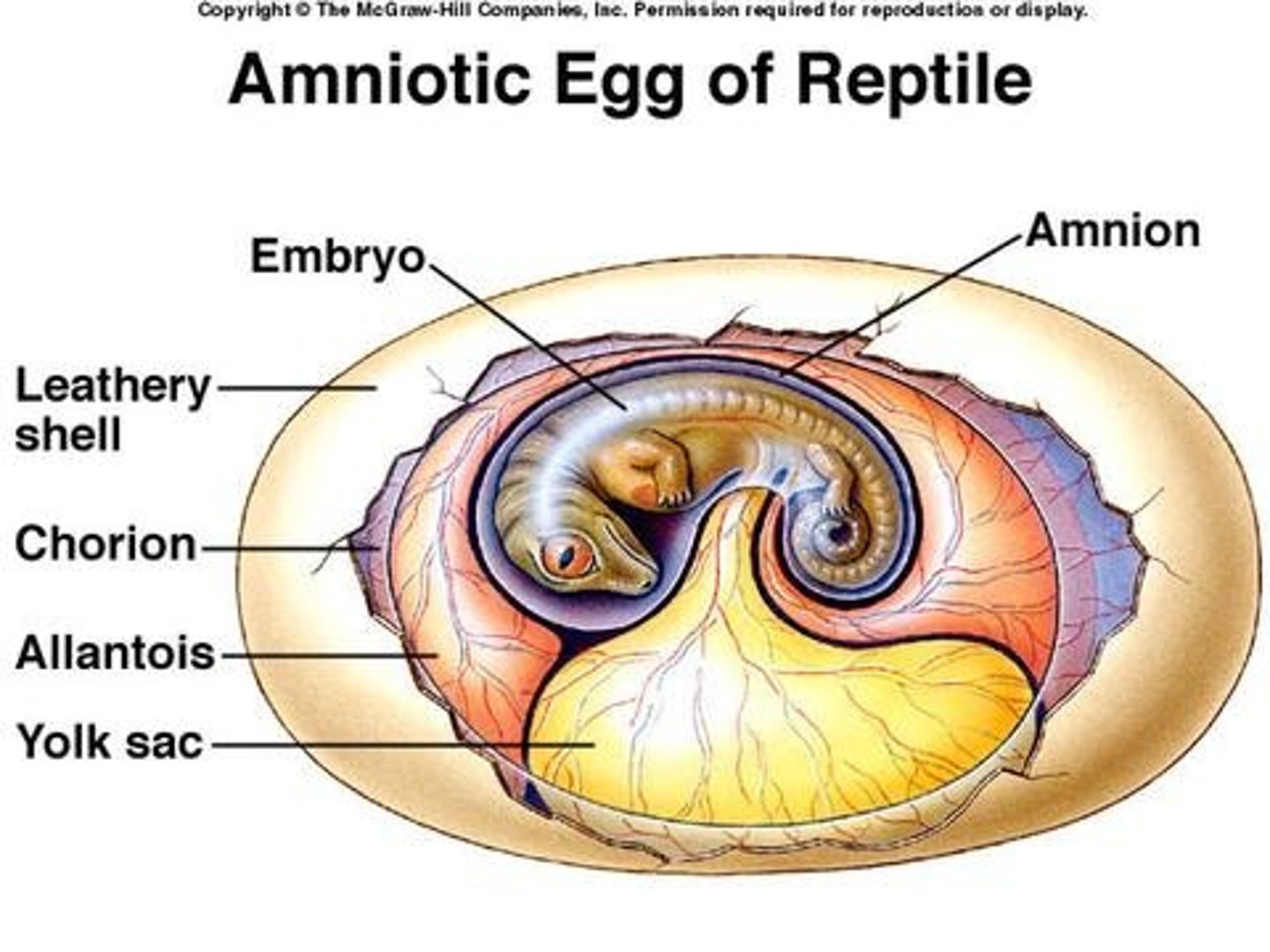 <p>This is the outermost layer of the two membranes surrounding the embryo in the egg; it forms the fetal part of the placenta (structures that originate from the embryo and are responsible for the exchange of nutrients, oxygen, and waste between the fetus and the mother)</p><p>-highly vascularized</p><p>-works w/ the allantois to remove CO2 and get O2</p>