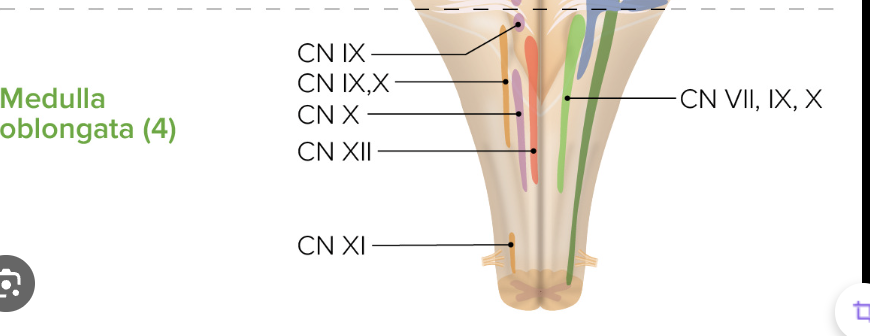 <p>If cranial nerves IX-XII are impaired, where is the lesion?</p>