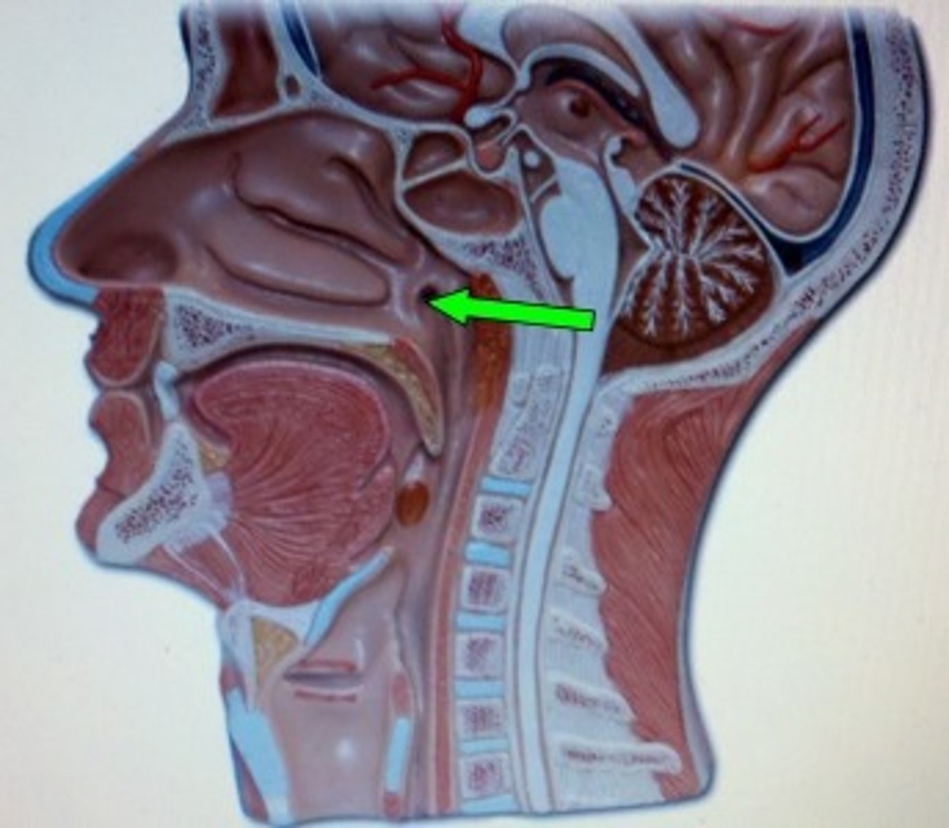 <p>air passage between the middle ear and throat that equalizes air pressure on either side of the eardrum; also called the Eustachian tube</p>