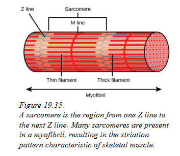 <p>What is a Sarcomere?</p>