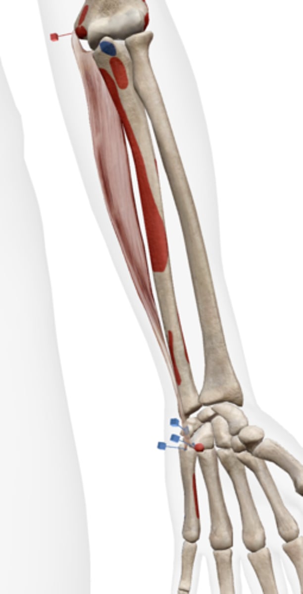 <p>pisiform, hamate, palmar surface of base of metacarpal V</p>