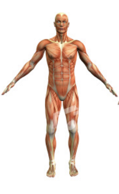 <p>Frontal or near the front region of the body</p>