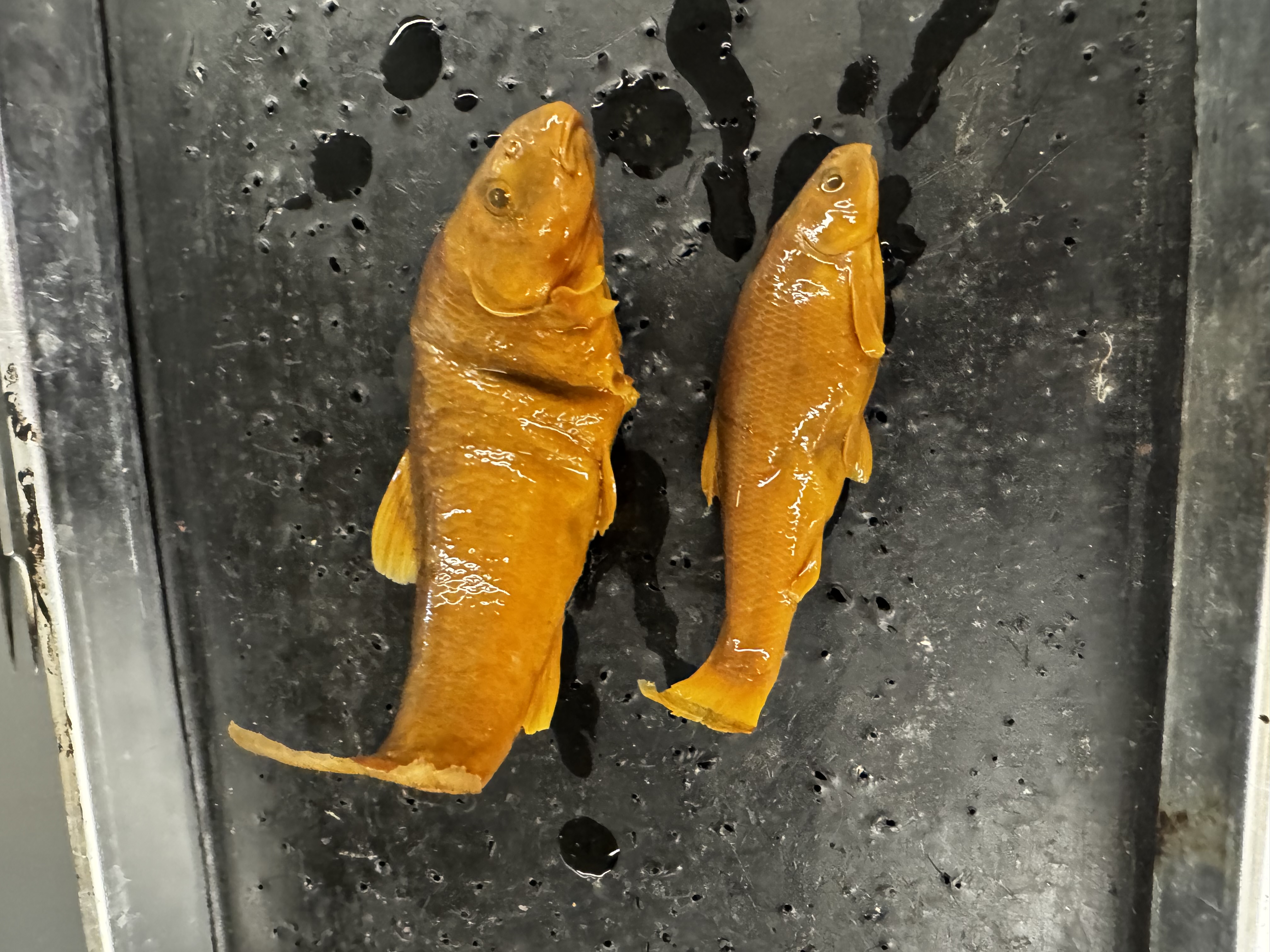 <p>Family:</p><p>Species:</p><p>Scientific:</p>