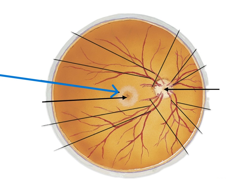 <p>Which part of the eye is:</p><ul><li><p>Back center of retina</p></li><li><p>Big gray circle</p></li></ul><p></p>