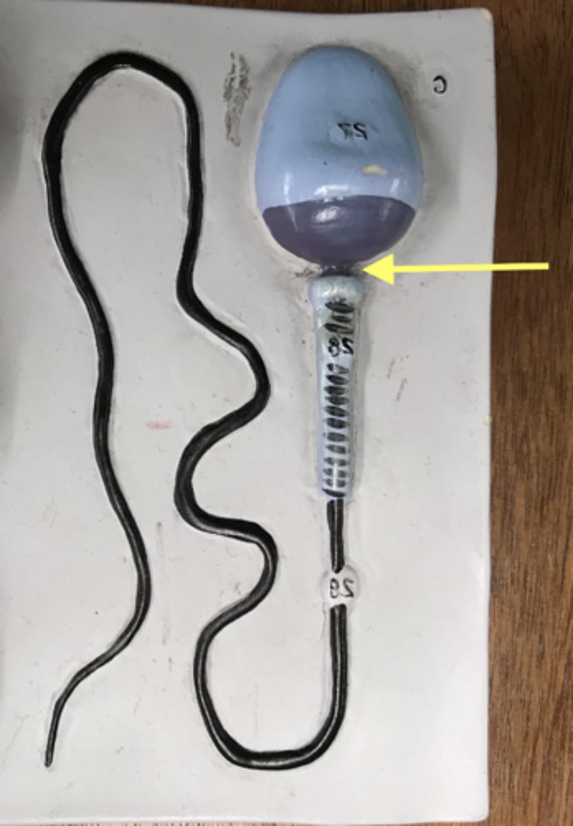 <p>Name this region</p>