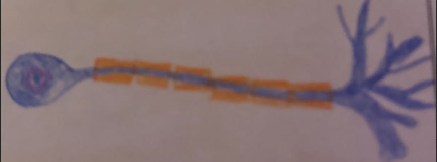 <p>Neuron Form-unipolar microscopy</p>