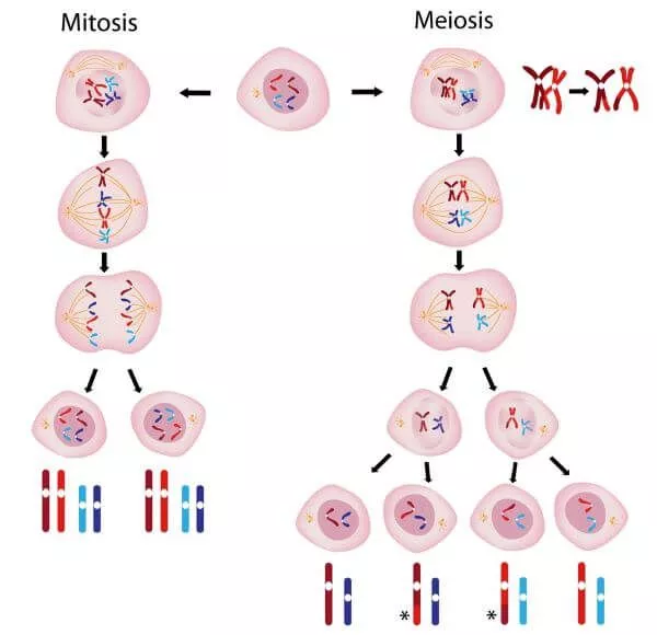 <ul><li><p>There is an interphase stage before meiosis 1 but not before meiosis 2</p></li><li><p>Meiosis 1 produces <strong>haploid</strong> cells, but with chromosomes that have two chromatids</p></li><li><p>Meiosis 2 produces haploid cells where the chromosomes have one chromatid</p></li></ul>