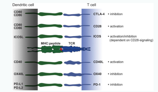 <p>CD = cluster of differentiation</p>