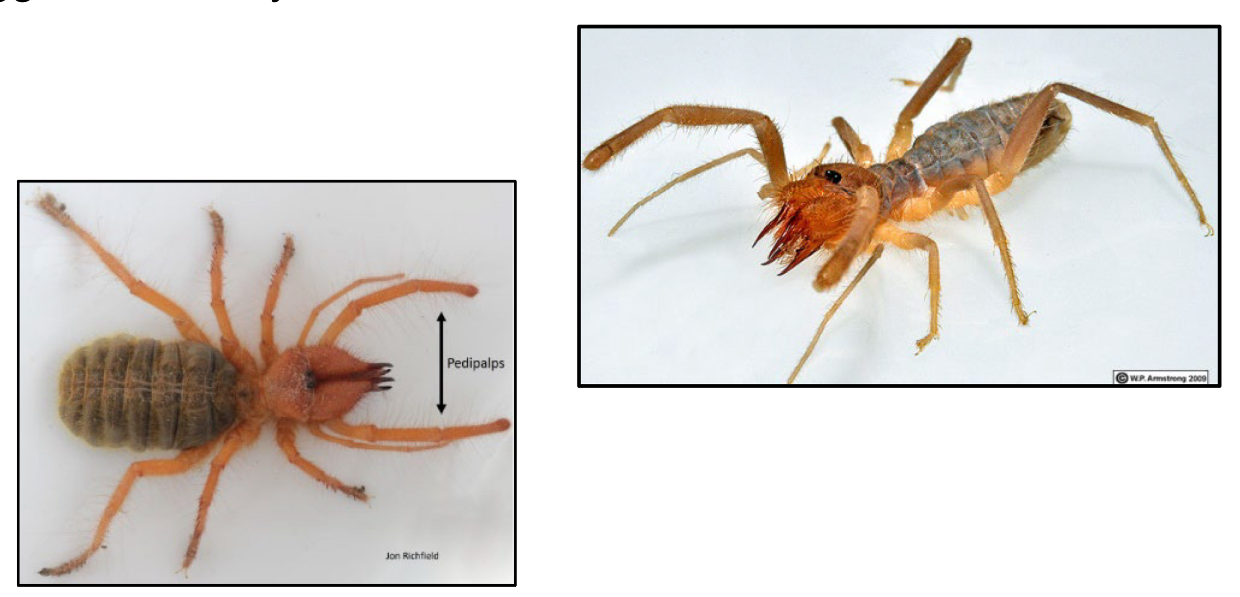 <p>What order do sun spiders belong to ?</p>