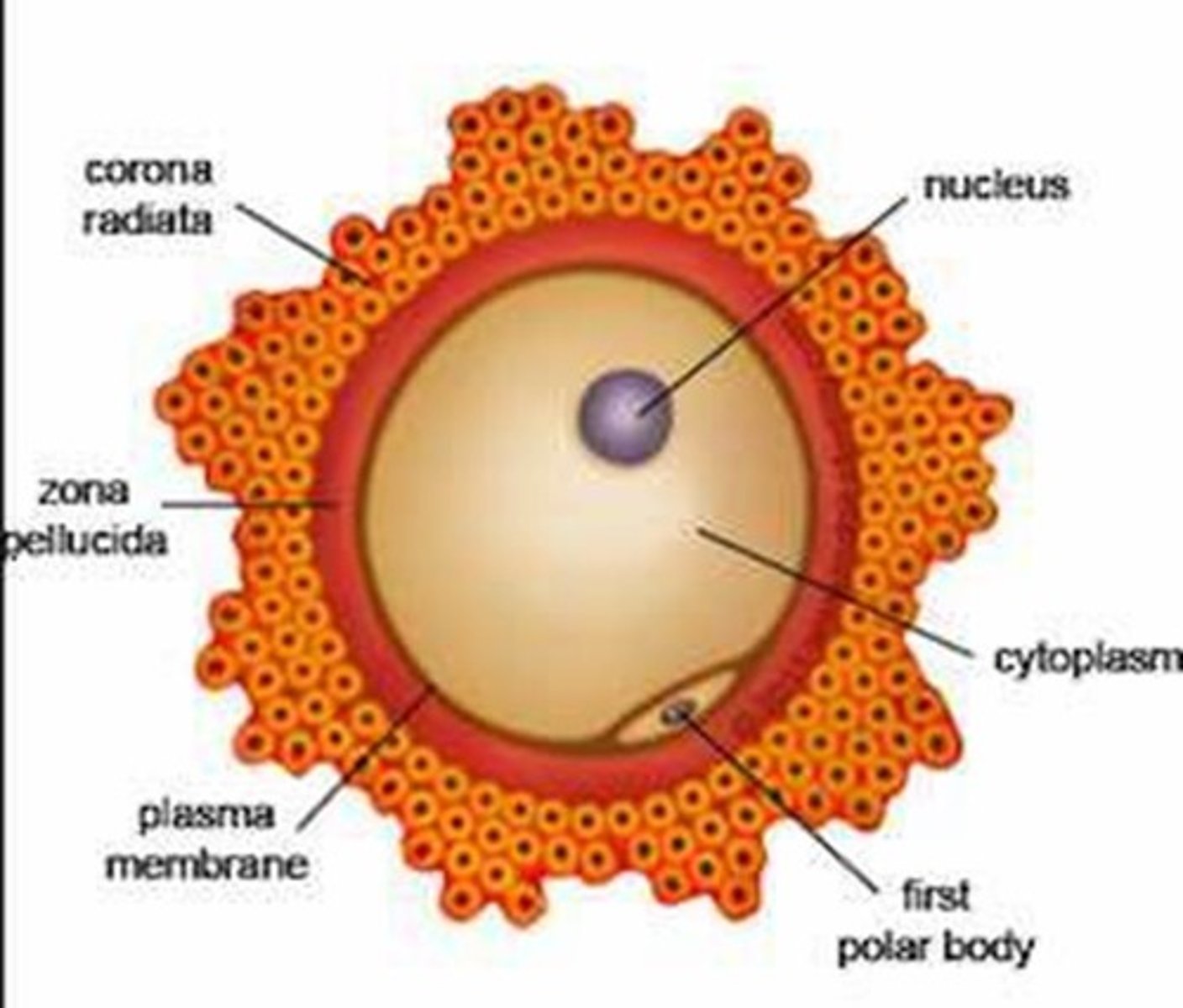 <p>Glycoprotein layer surrounding oocyte.</p>