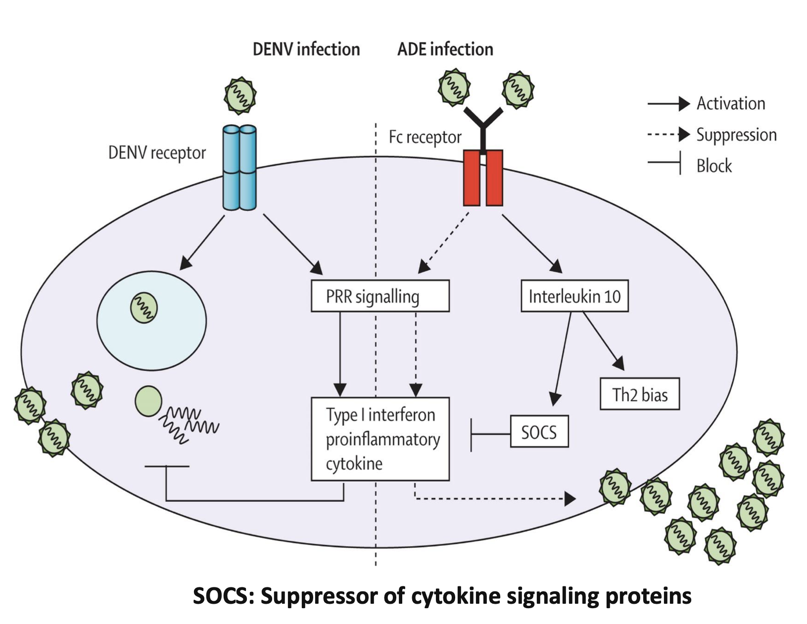 <p><strong>DENV receptor</strong> activates PRR signalling which produces type 1 interferon proinflammatory cytokine which inhibits viral replication<br><strong>For ADE infection</strong><br><strong>Fc receptor </strong>suppresses PRR signalling and inhibits  type 1 interferon proinflammatory cytokine (with IL-10 +SOCS) and activates Th2 bias. </p>