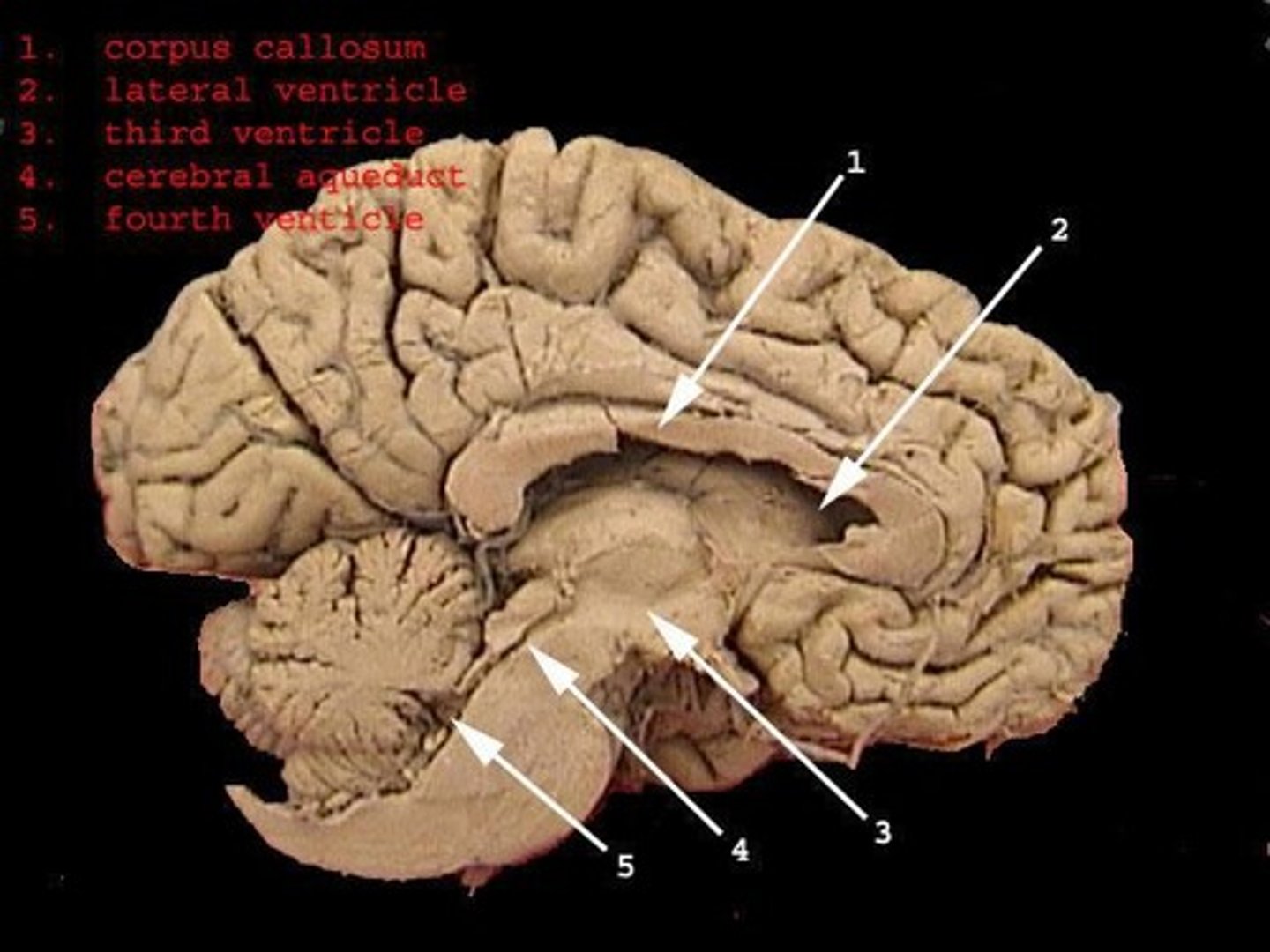 <p>It interfaces between the nervous and endocrine systems and regulates hunger, thirst, temperature, and behavior.</p>