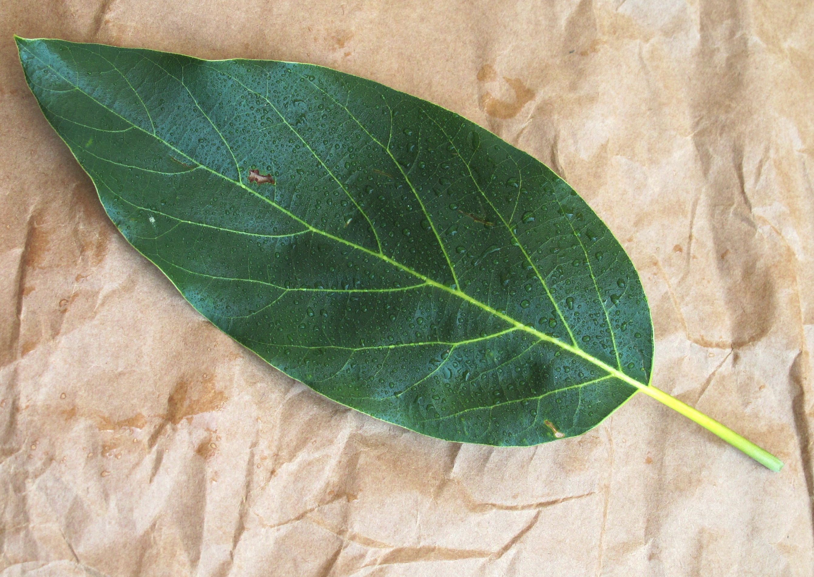 <p>leaf shape?</p>