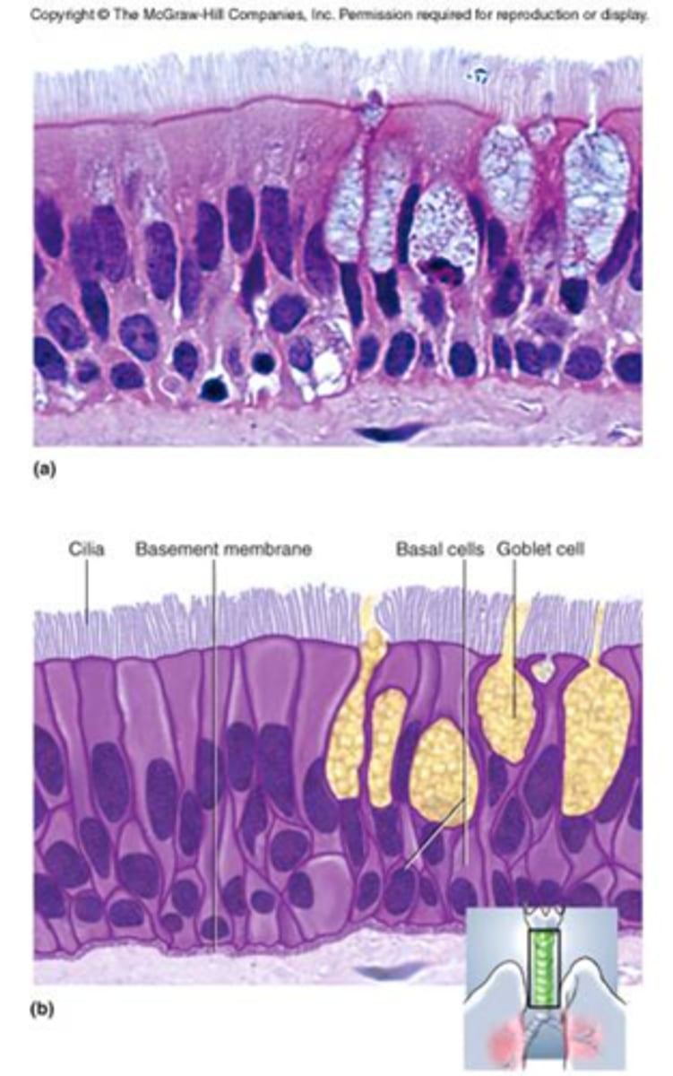 <p>Tissue that consists of a single layer of irregularly shaped and sized cells that give the appearance of multiple layers; found in ducts of certain glands and the upper respiratory tract</p>