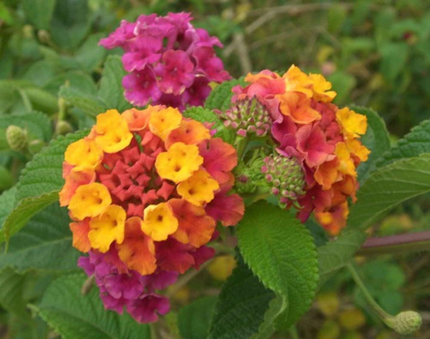 <p>leaves: scratchy, smelly, shrub like, square stem, opposte, rugous, scaborous, thorns at petiole</p><p>blooms: terminal cluster, solid or bicolor</p>