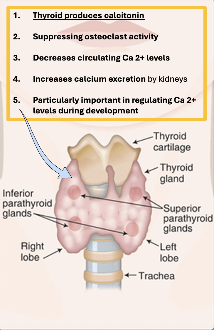 <p><span><span>1.</span><strong><u><span>Thyroid produces calcitonin</span></u></strong></span></p><p><span><span>2.</span><strong><span>Suppressing osteoclast activity</span></strong></span></p><p><span><span>3.</span><strong><span>Decreases circulating Ca 2+ levels</span></strong></span></p><p><span><span>4.</span><strong><span>Increases calcium excretion</span></strong><span> by kidneys</span></span></p><p><span><span>5.</span><strong><span>Particularly important in regulating Ca 2+ levels during development</span></strong></span></p>