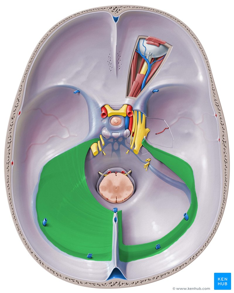 <p>tentorium cerebelli </p>