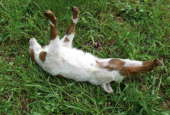 <ul><li><p>Fainting. Scare goat</p><ul><li><p>They faint due to a muscle mutation/defect</p></li></ul></li><li><p>Cannot live in the wild; will not survive</p></li><li><p>Will always be shown on their back</p></li></ul><p></p>