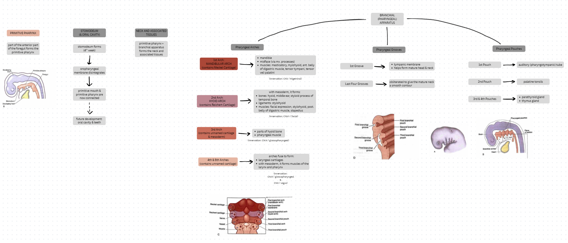 knowt flashcard image