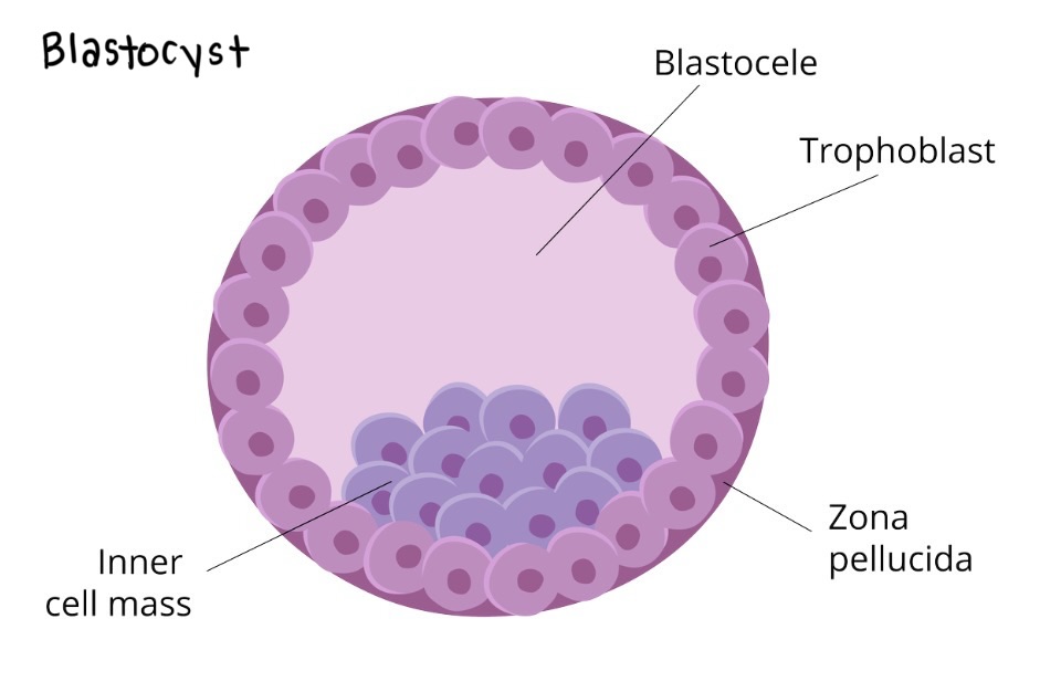 <p><span><span>an embryo that has developed for </span></span>five to seven days<span><span> after fertilization that is a spherical structure with a fluid-filled cavity </span></span></p>