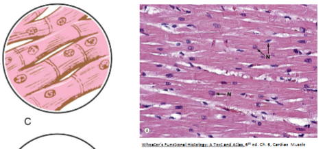 <p><u>Cardiac muscle</u></p><ul><li><p>_-shaped cells found in the __</p></li><li><p>involuntary</p></li></ul><p></p>