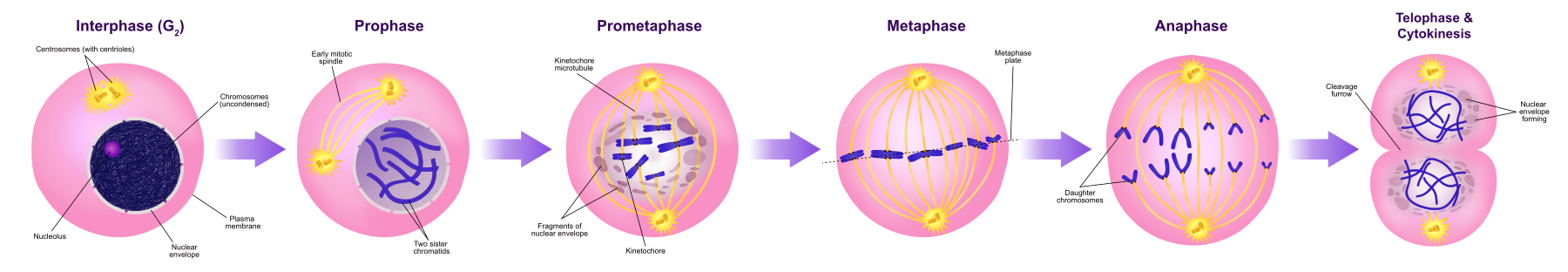 <p>The M (Mitosis) phase is the final phase of the Cell Cycle with two processes: mitosis and cytokinesis</p><p></p><p>The one cell divides its copied DNA and cytoplasm to make two new, identical twin cells</p>