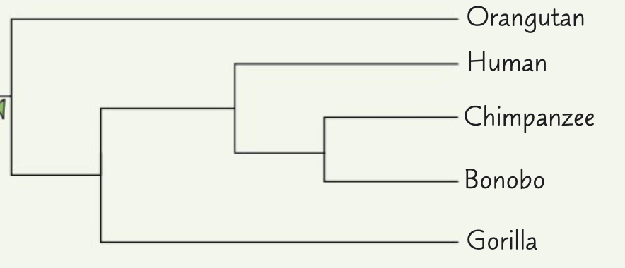 <p><span>What does this classification suggest about the evolutionary relationships between these organisms?</span></p>