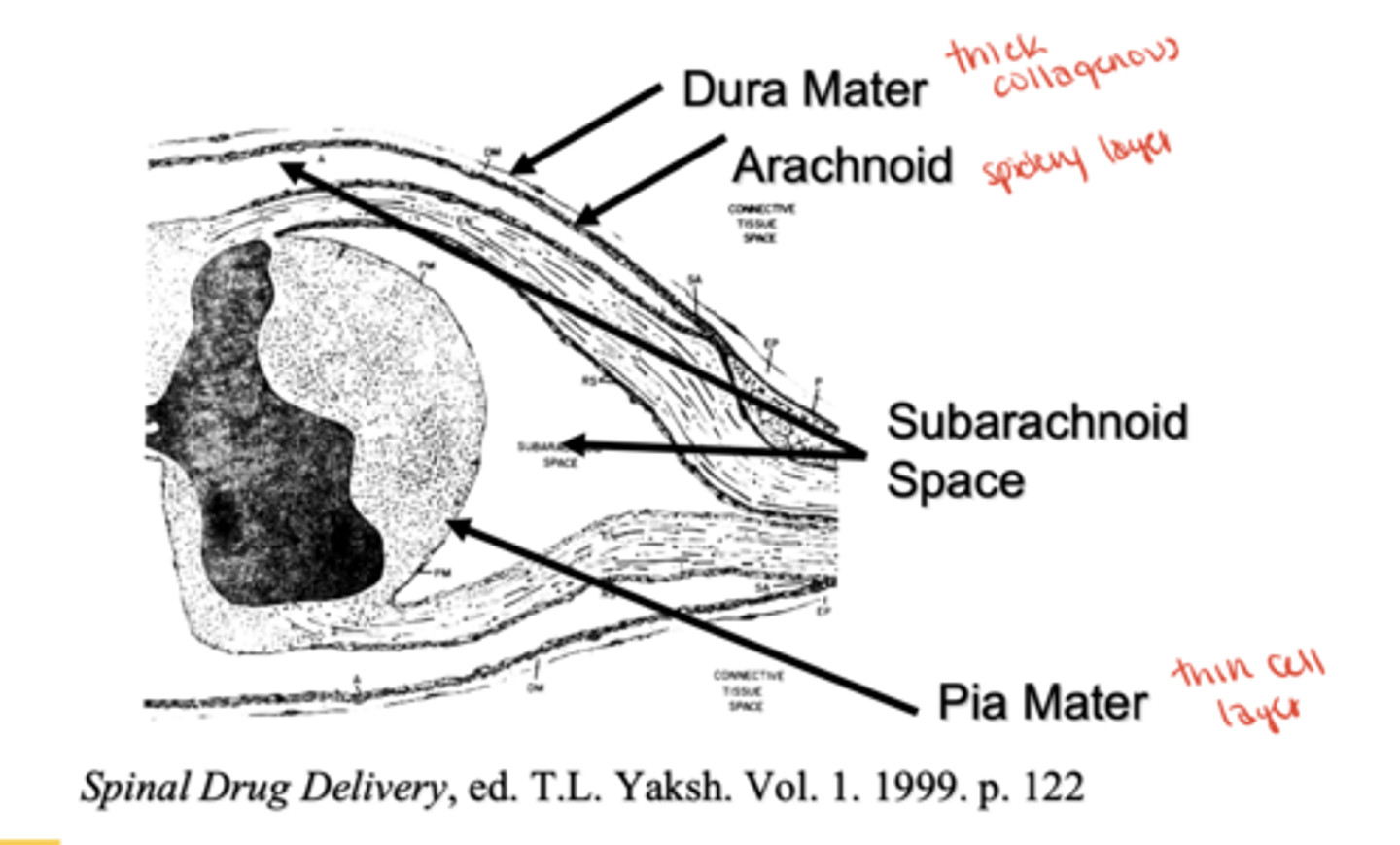 <p>Dura mater(thick)→ Arachnoid mater(spidery) → Pia mater(thinnest)</p>