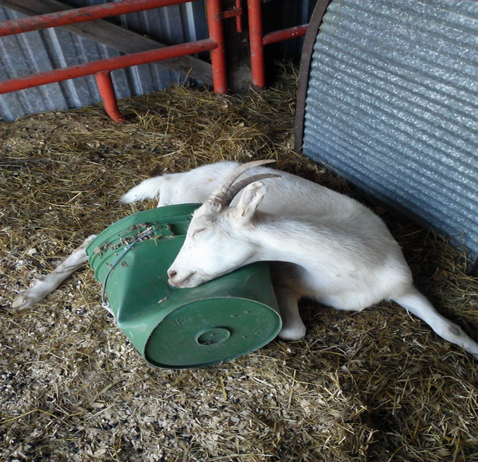 <p>A bacterial infection caused by Listeria monocytogenes, often affecting sheep and goats, leading to neurological symptoms or abortion. It can be found in soil, feedstuffs, and feces from healthy animals. commonly associated with the feeding of moldy or spoiled hay, but can occur sporadically because it naturally lives in the environment. </p><p></p>