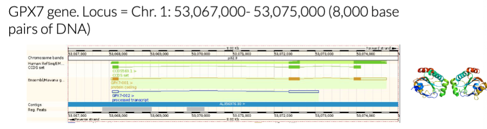 <p>a DNA sequence that encodes a product with a distinct function</p>