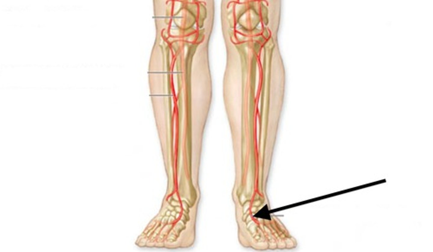 <p>Name this structure.</p>