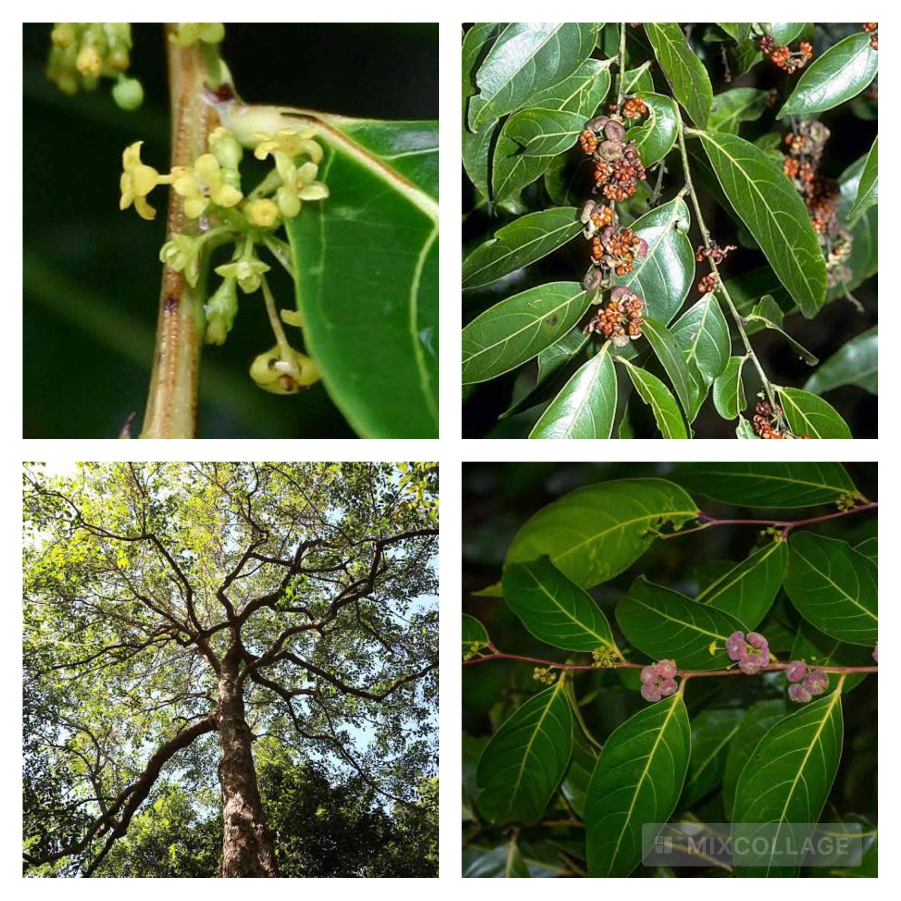 <p>Umbrella Cheese Tree</p>