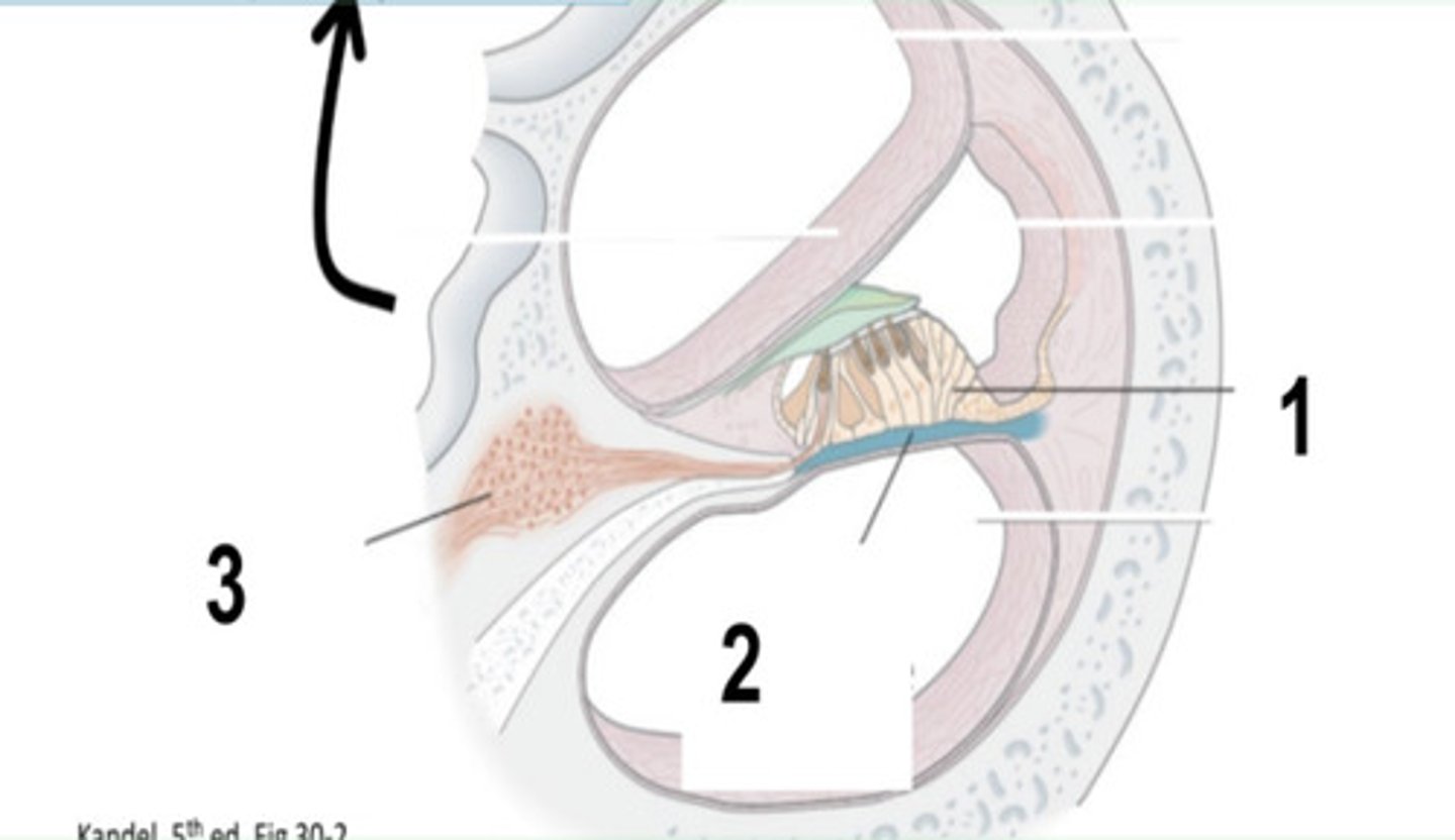 <p>What is structure #1?</p>