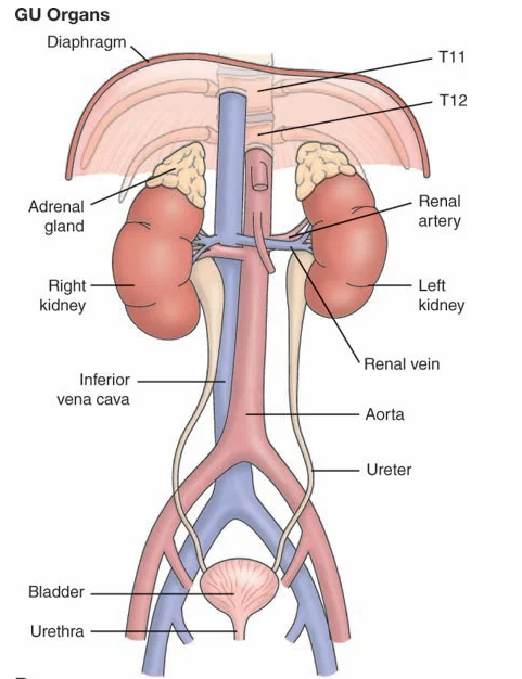 <p>Auscultating lower aorta/iliac/femoral arteries → check for turbulent blood flow or plaque buildup</p>