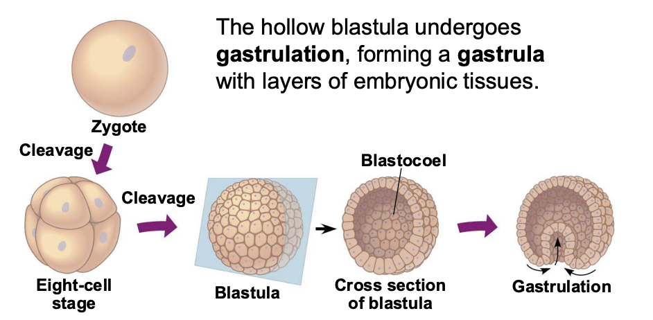 <p>gastrulation, gastrula</p>