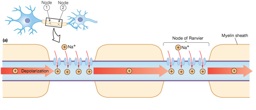 <p>Na+ and K+ ion channels are clustered in the Nodes of Ranvier in myelinated neurons. </p>