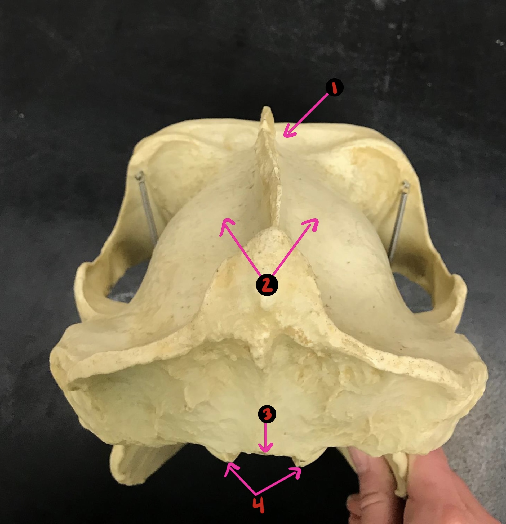 <p>Gorilla skull- 1</p>